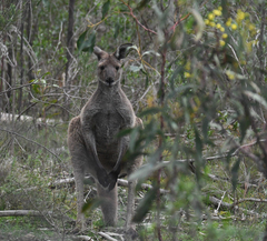 Macropus fuliginosus