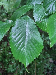 Ulmus glabra