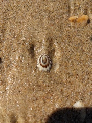 Scutellastra peronii