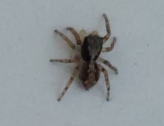 Euophryini