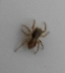 Euophryini