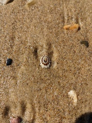 Scutellastra peronii