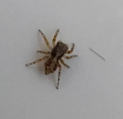 Euophryini
