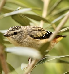 Pardalotus punctatus