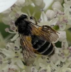 Melandrena
