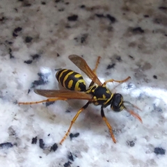 Polistes dominula