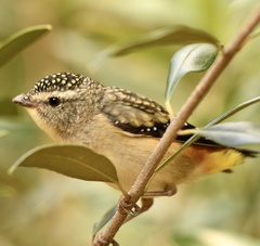 Pardalotus punctatus