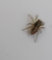 Euophryini