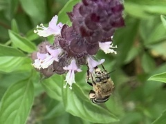 Zonamegilla