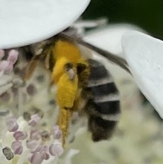 Melandrena