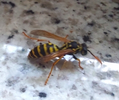 Polistes dominula