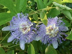 Passiflora incarnata