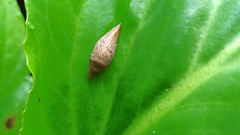 Deroceras reticulatum