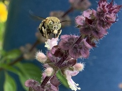 Zonamegilla