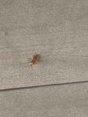 Gonocerus insidiator