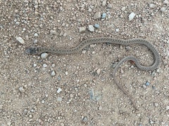 Malpolon monspessulanus