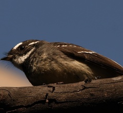 Rhipidura albiscapa