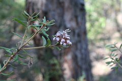 Grevillea phylicoides
