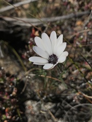 Dimorphotheca montana