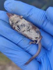Sorex minutus