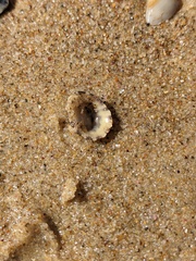 Scutellastra peronii