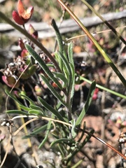 Dimorphotheca montana