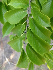 Ulmus pumila