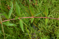 Decodon verticillatus