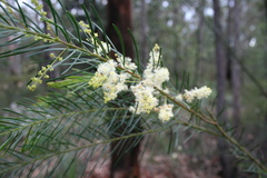 Acacia linifolia