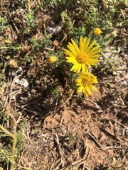 Xanthisma spinulosum
