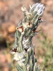 Phylica willdenowiana