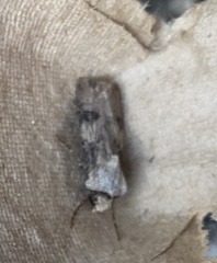 Agrotis puta