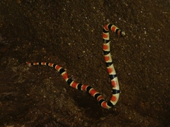 Sonora palarostris