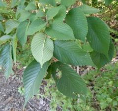Ulmus rubra