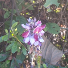 Pueraria montana
