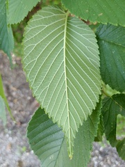 Ulmus rubra
