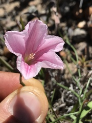 Convolvulus capensis