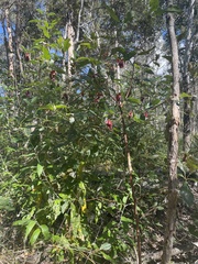 Kennedia rubicunda