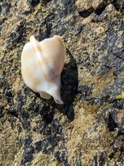Phalium bandatum