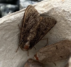 Apamea monoglypha