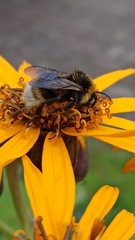 Bombus bohemicus