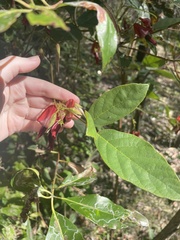 Kennedia rubicunda