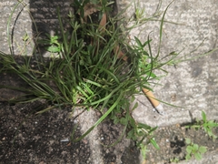 Cyperus compressus