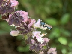 Ceratina unimaculata