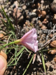 Convolvulus capensis