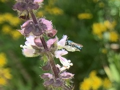 Ceratina unimaculata