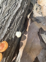 Trametes lactinea