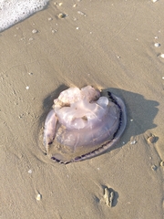 Rhizostoma pulmo