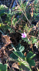 Erodium cicutarium