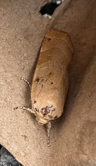 Noctua fimbriata